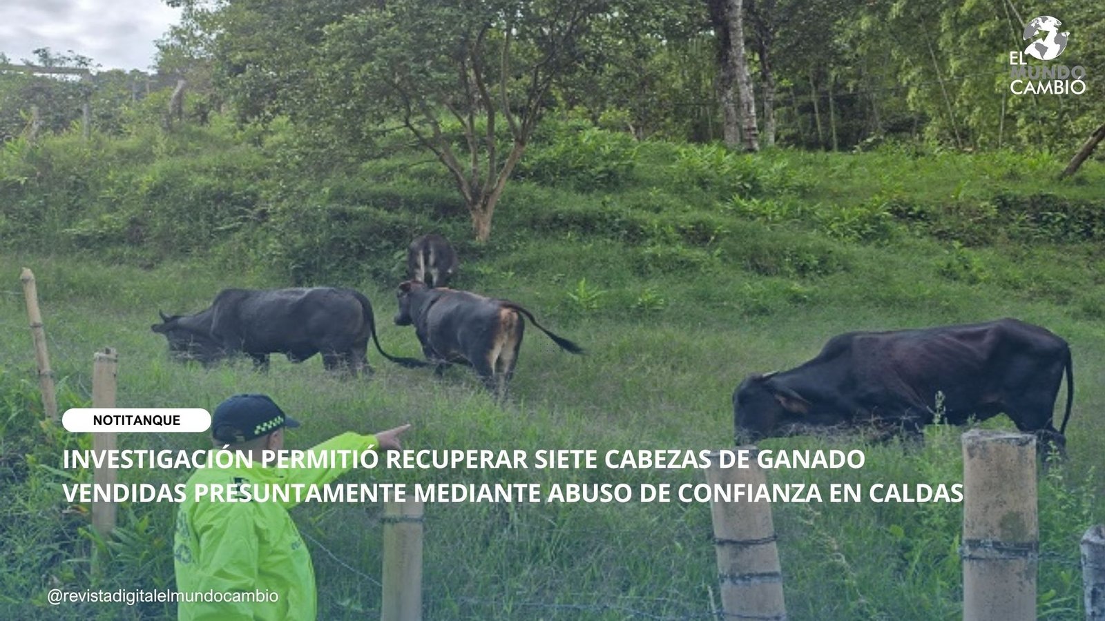 INVESTIGACIÓN PERMITIÓ RECUPERAR SIETE CABEZAS DE GANADO VENDIDAS PRESUNTAMENTE MEDIANTE ABUSO DE CONFIANZA EN CALDAS