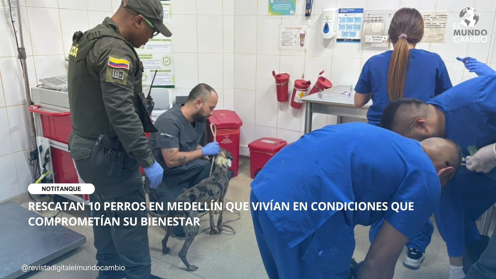 RESCATAN 10 PERROS EN MEDELLÍN QUE VIVÍAN EN CONDICIONES QUE COMPROMETÍAN SU BIENESTAR